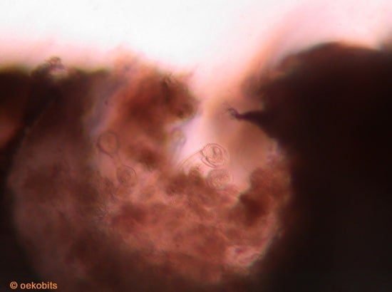 comparativo mbbr biologia poro Biomídia MBBR